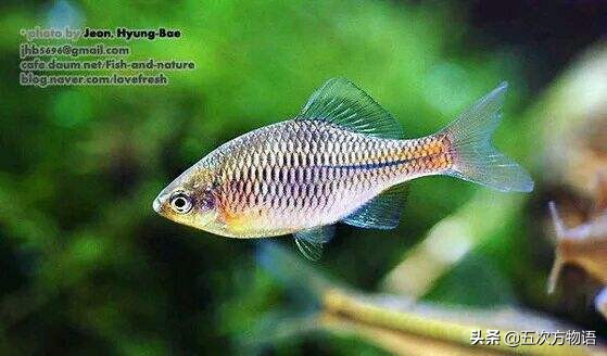 松花江名鱼三花五罗十八子,三花五罗十八子鳇鱼