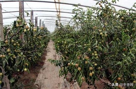 枣树生虫的最佳治疗方法,现在枣树上飞的黑飞虫是什么虫子