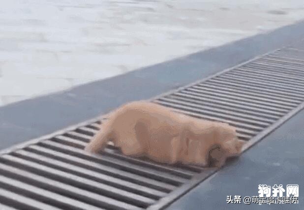 小金毛想要跳过井盖，没想到竟直接插了进去