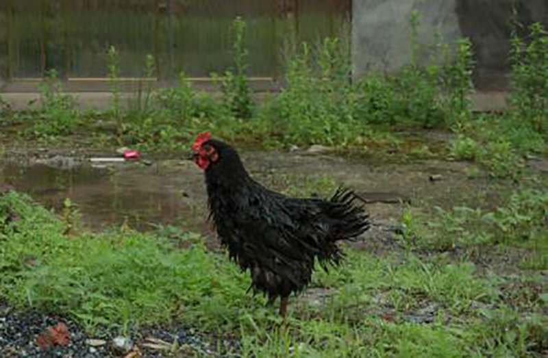 宜昌农村小伙返乡养殖黑鸡,回乡养本地黑鸡的90后小伙