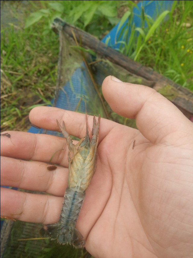 小龙虾怎么鲜活保湿,小龙虾怎么管理高产