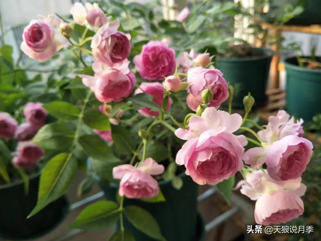 月季春季第一波花要不要剪,月季春季第一波花开后嫁接