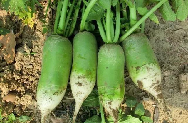 爱闻猪圈味?想吃墙皮?看见老公想吐?怀孕时你有什么清奇口味?