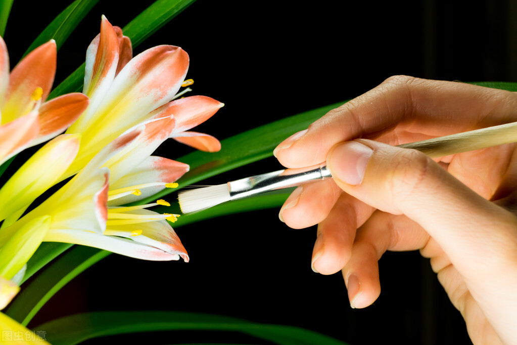 君子兰夏天的养殖方法和技巧,君子兰如何度夏最好养