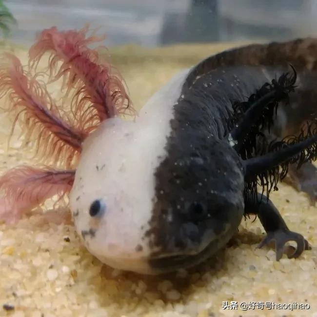 六角恐龙鱼为什么有再生能力,六角恐龙鱼腿再生