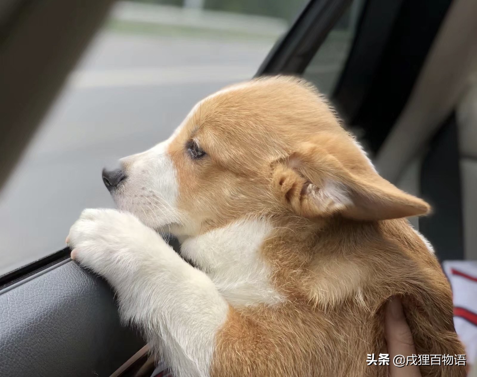 第一次养狗，如何避开各种“坑”？省钱省心攻略在这里