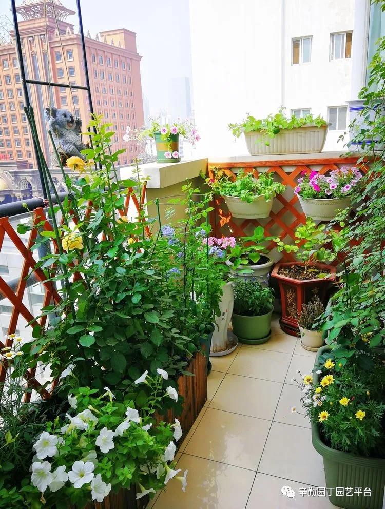 （2021）园丁奖阳台组《008号》星星的花园