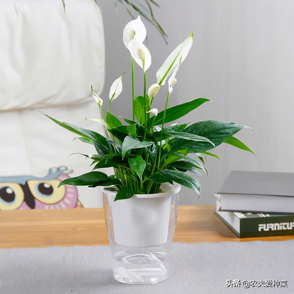 10种公认最好养水培植物,5种适合水养的植物