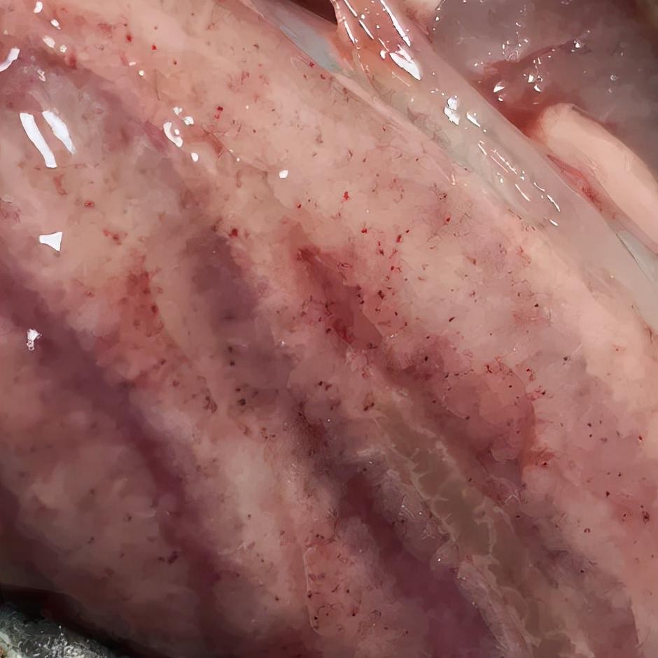 鱼病为什么老是反复治不好,鱼病久治不愈