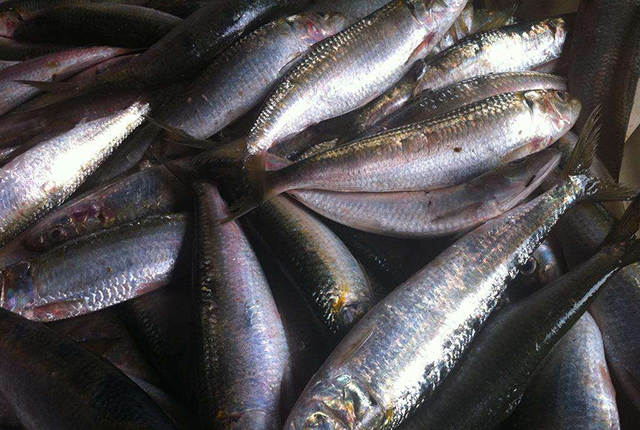 市场上有没有纯野生的鱼,纯野生便宜的鱼有哪些种类