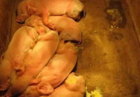 小猪拉稀咳嗽要用什么药治疗,小猪喂奶粉拉稀怎么治疗最好