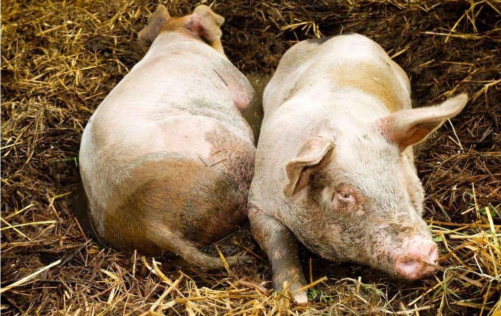 猪咳喘反复发烧是什么原因,猪咳喘的最佳治疗方法