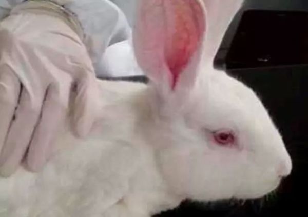 兔子野化,兔子野外环境是如何的