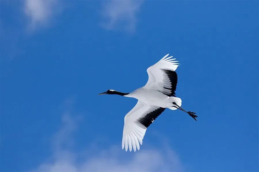 拍鸟平民镜头,业余爱好拍鸟装备