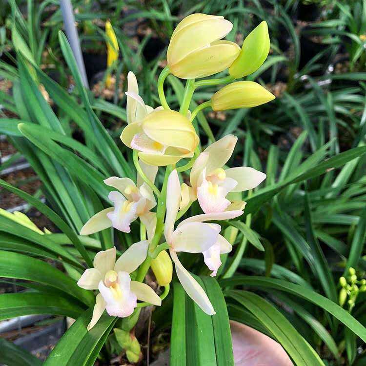 兰花用湿植料上盆还是干植料上盆,栽兰花用干料还是湿料