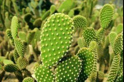 林草科普|多肉植物