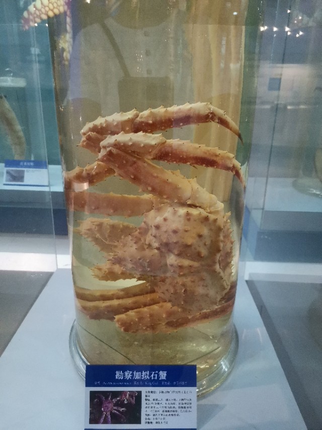 威海鲸鱼标本博物馆,鲸鱼演化博物馆标本