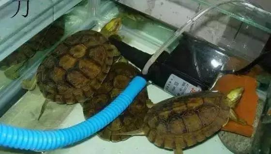 三线闭壳龟和潘氏闭壳龟区别,金头闭壳龟和三线闭壳龟同池