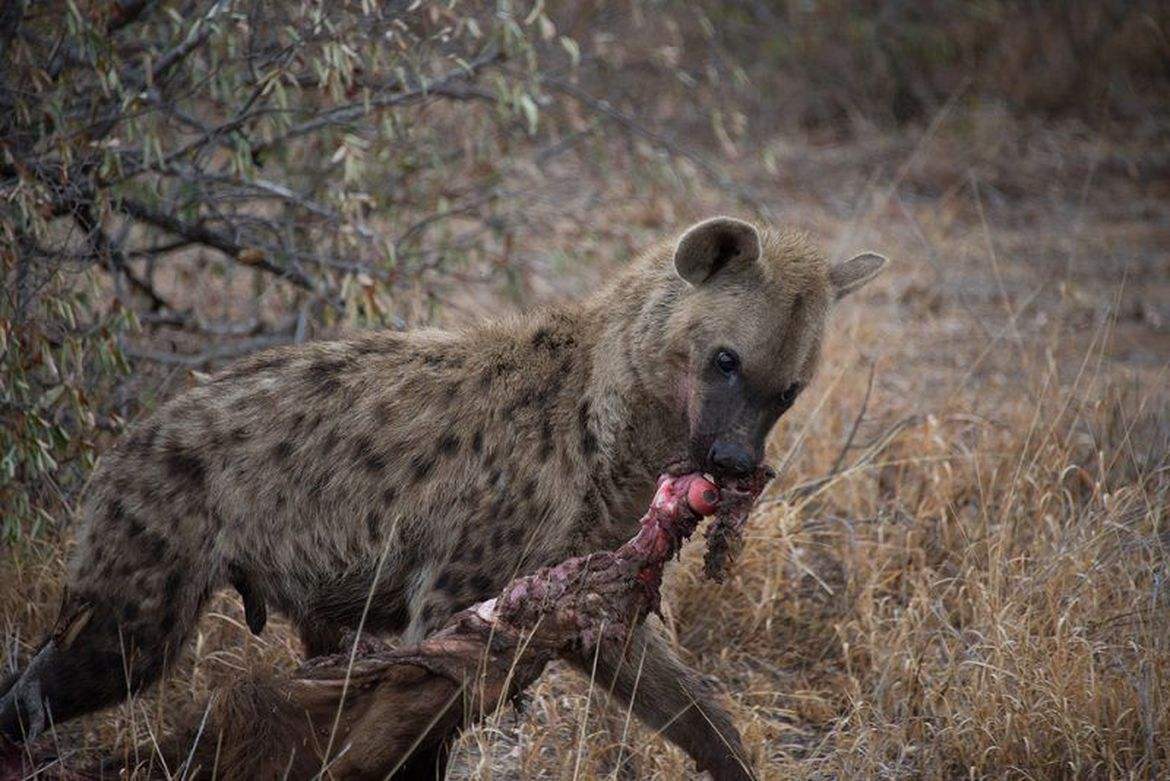 非洲“掏肛哥”鬣狗非常残暴，但你知道它的天敌是谁吗？
