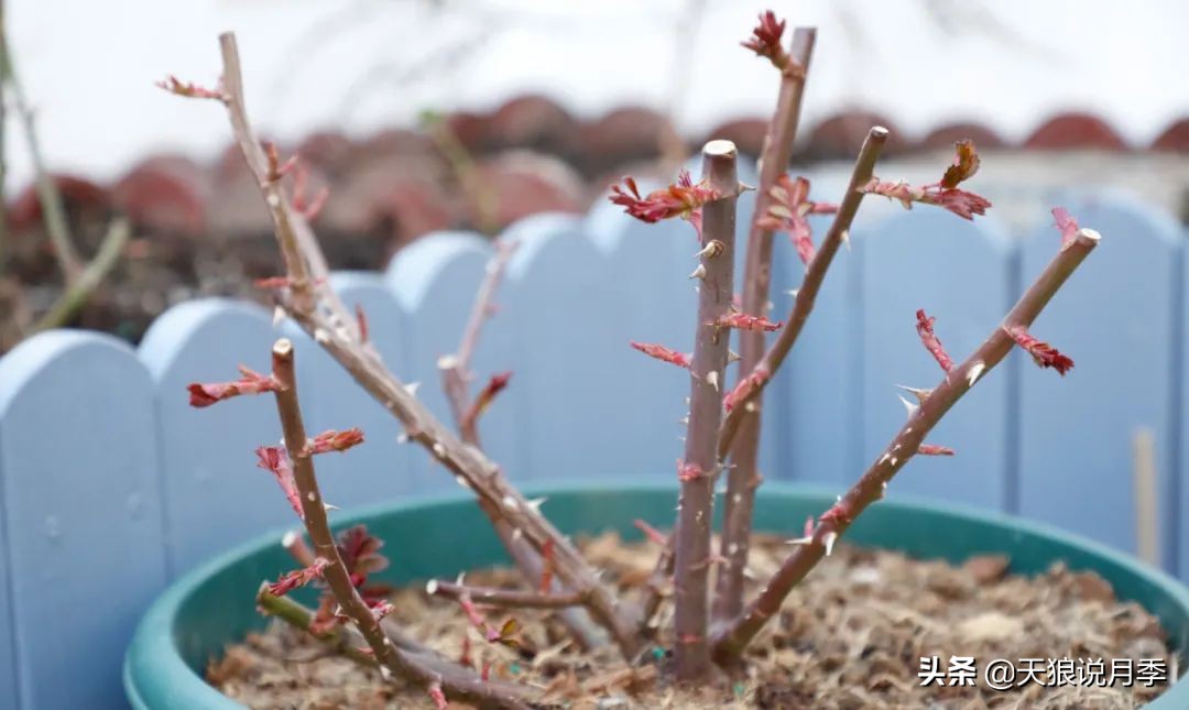 月季的正确抹芽方法,月季抹芽的正确方法