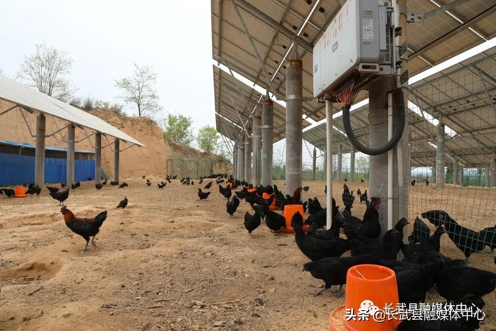 致富经|长武绿皮鸡蛋成为群众脱贫致富的“金蛋蛋”