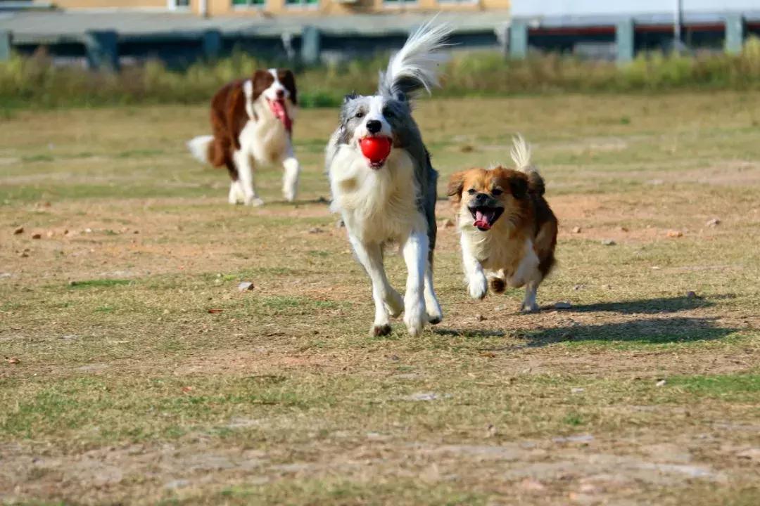 养狗去哪里办狗证,养狗的证件在哪里办重庆