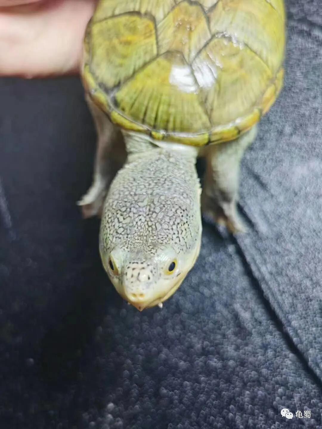 minimonster杭州,minimonster绘本