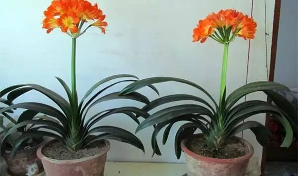 君子兰养护步骤与方法,君子兰喝了3种水疯长不停