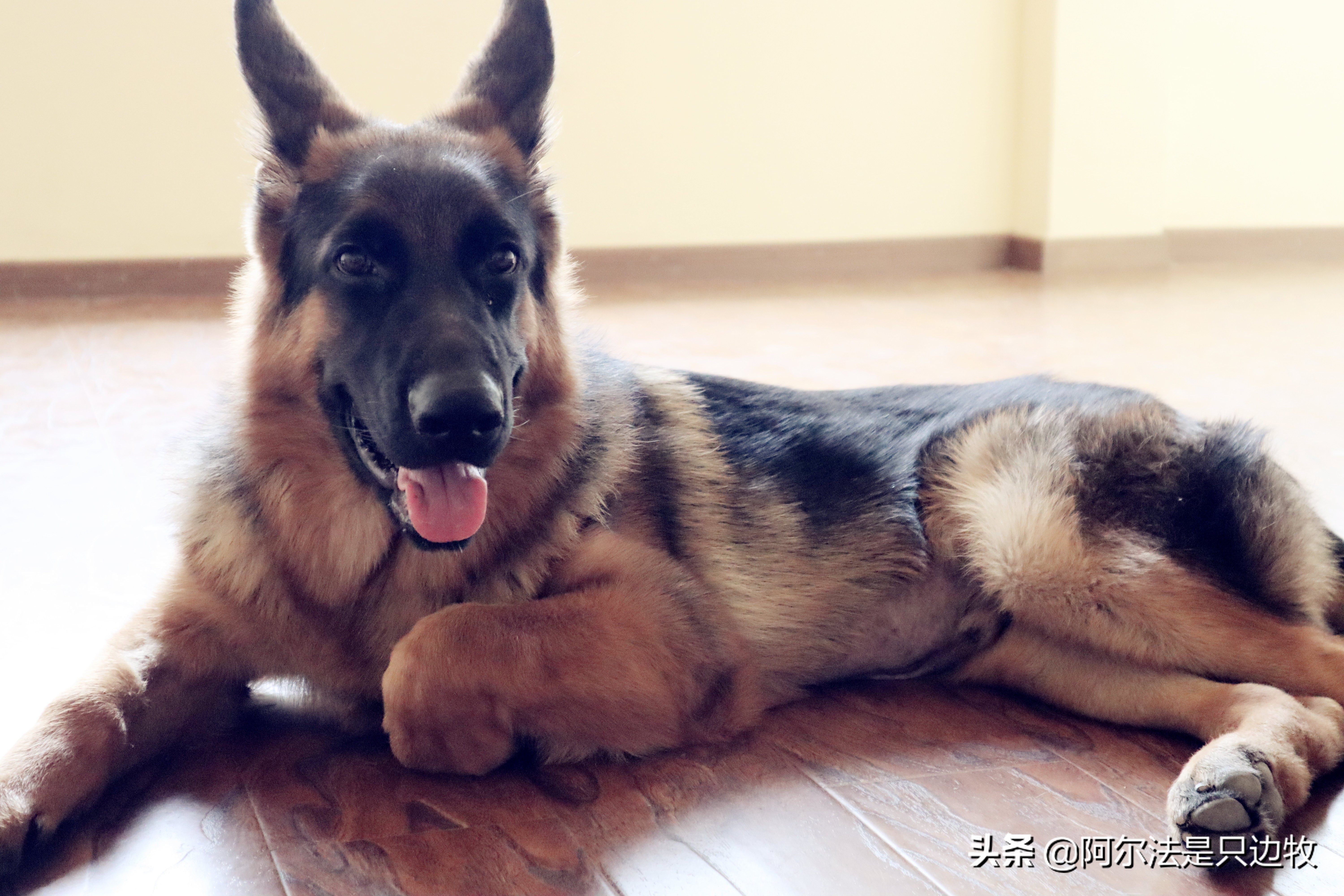 德牧吃什么增高增肥快一点,200斤德牧减肥