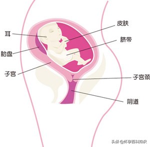 怀孕第一到五周的身体变化,怀孕第二十一天有什么反应