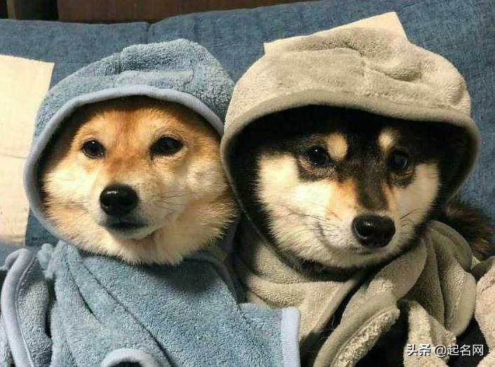 八种可爱狗狗,100个可爱狗狗视频