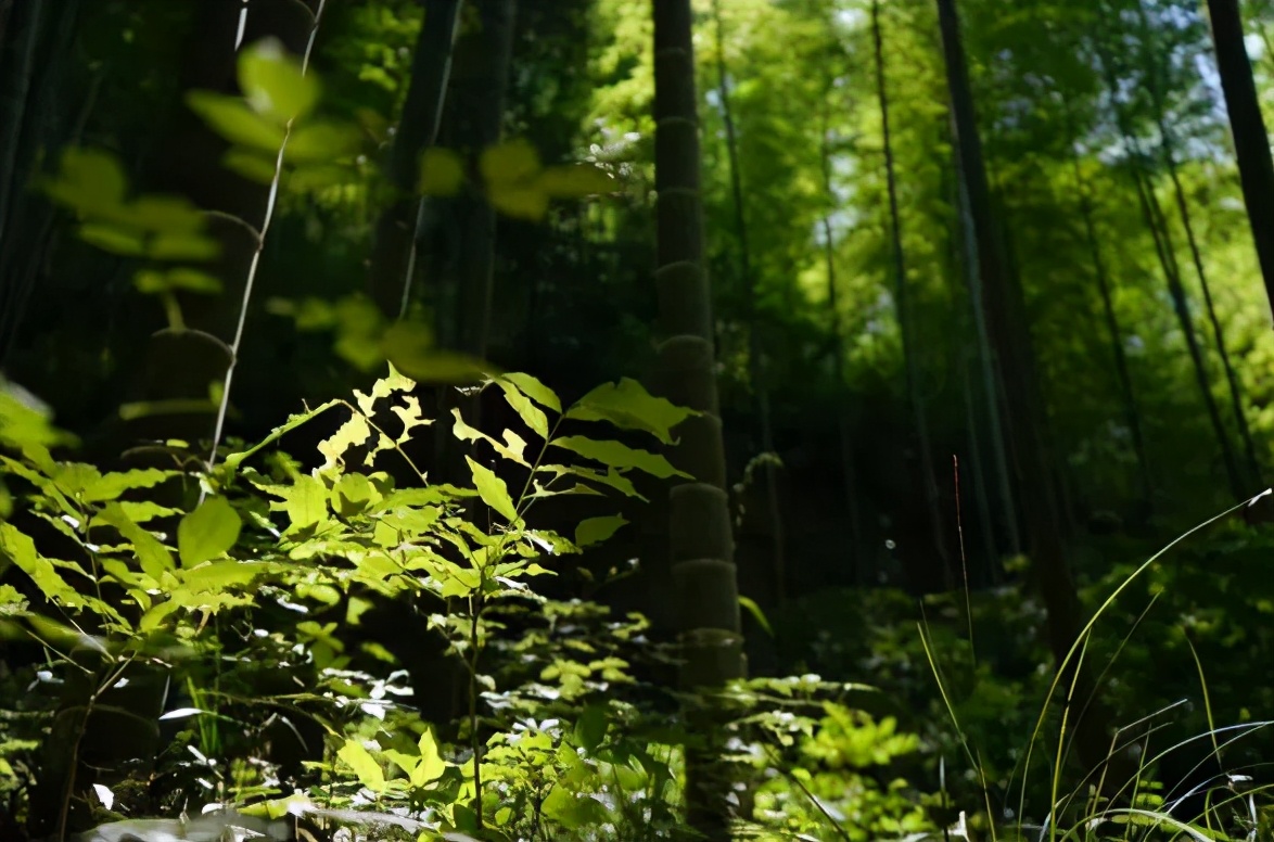 浙江省的一颗明珠城市,浙江安吉美丽风景