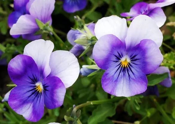 三色堇是一种花吗,鬼脸花三色堇