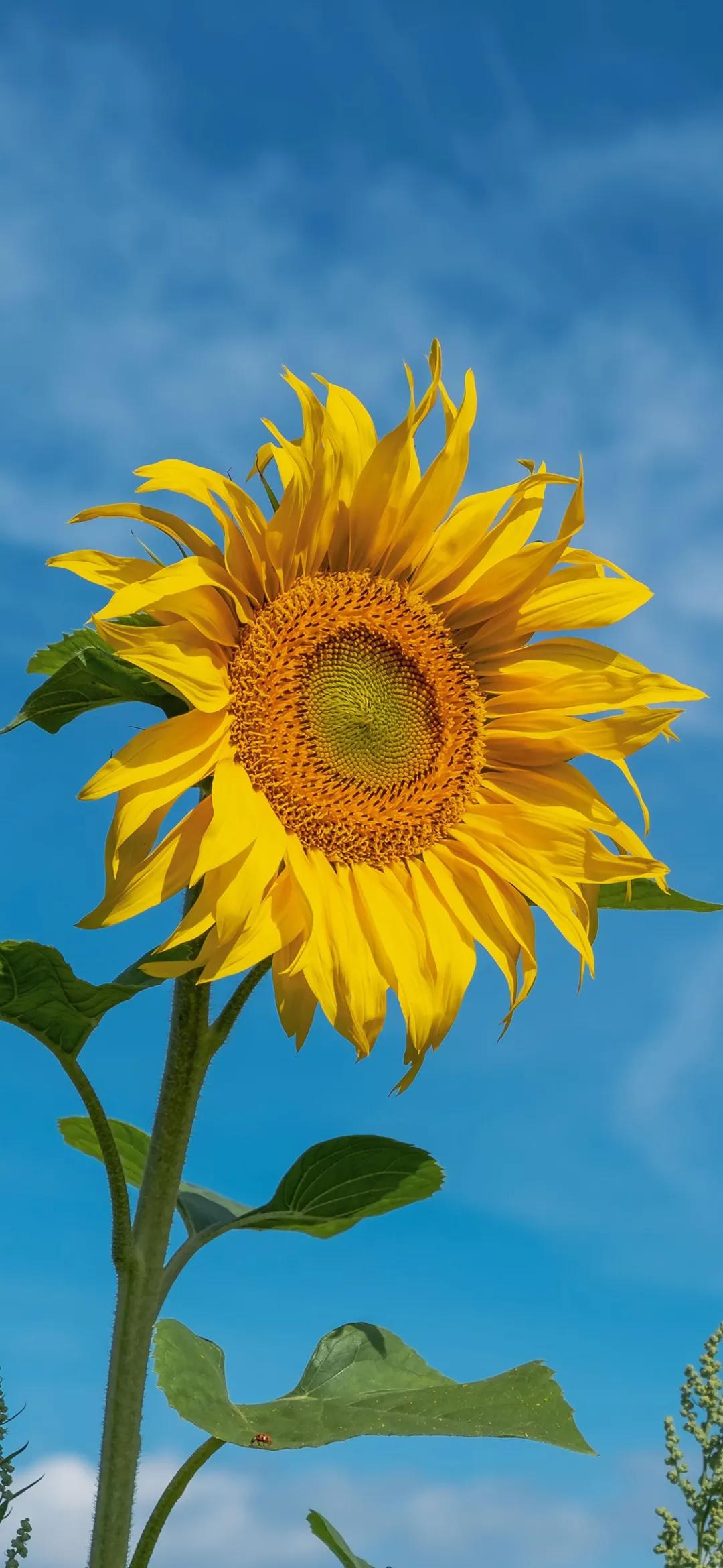 iphone全屏壁纸微信,iphone全屏壁纸励志