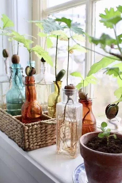 玉米棒子插水里，7天冒出小森林