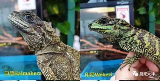 另类宠物饲养爬行动物,爬行宠物蜥蜴怎么养