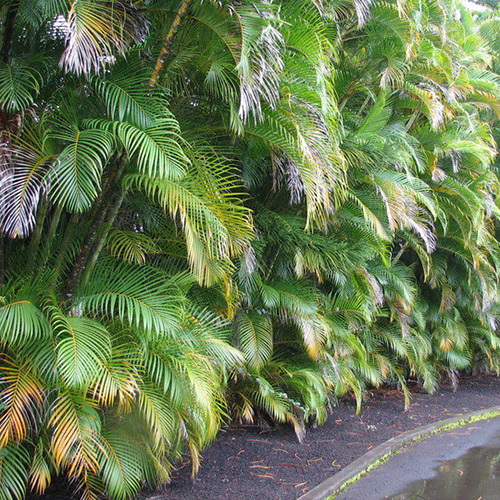 散尾葵叶子干枯怎么挽救,散尾葵叶子干枯怎么救