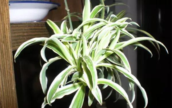 家里养的绿植长白霉怎么处理,家里的绿植老是生虫怎么办