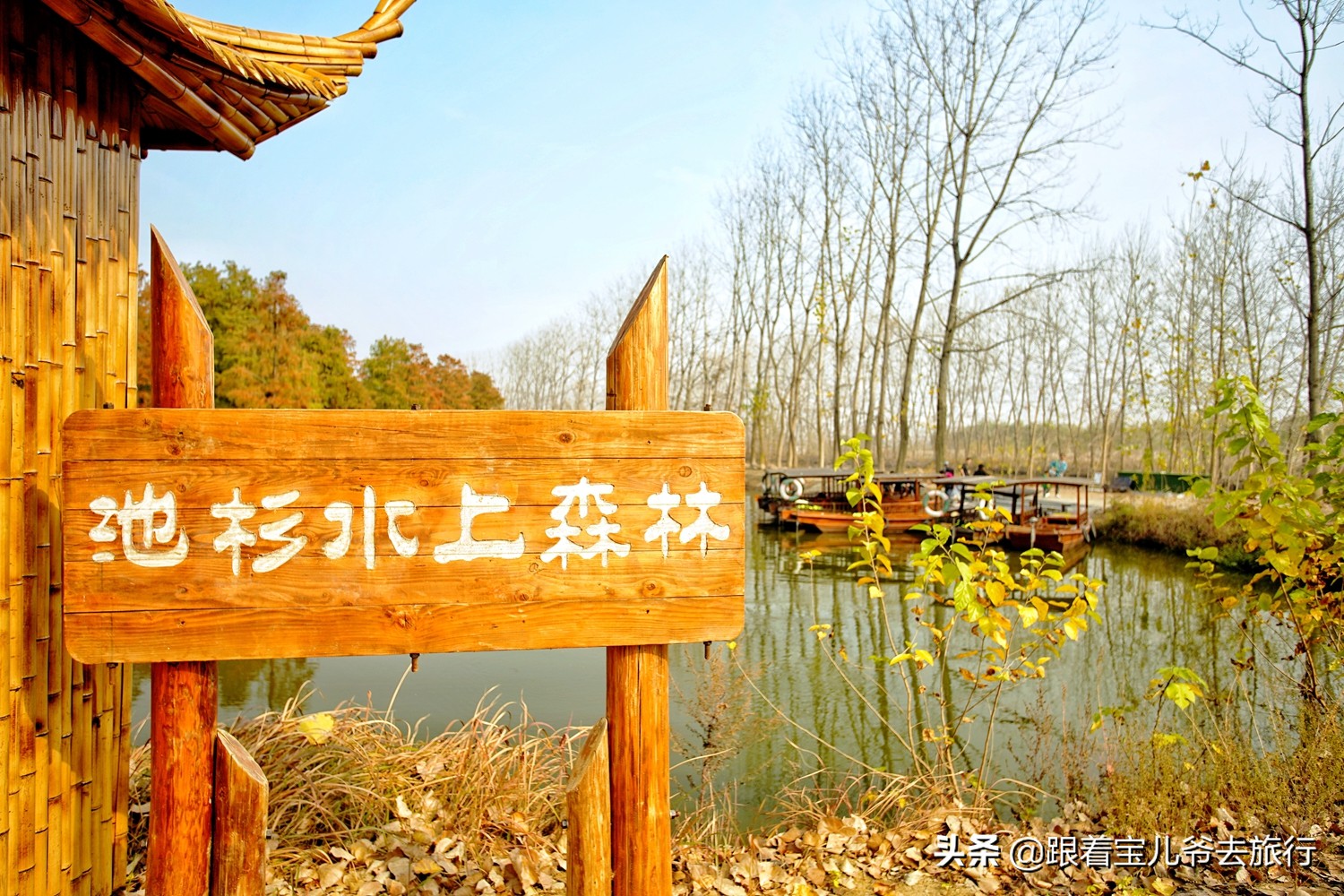 南京燕雀湖水杉林,南京秋天水杉林