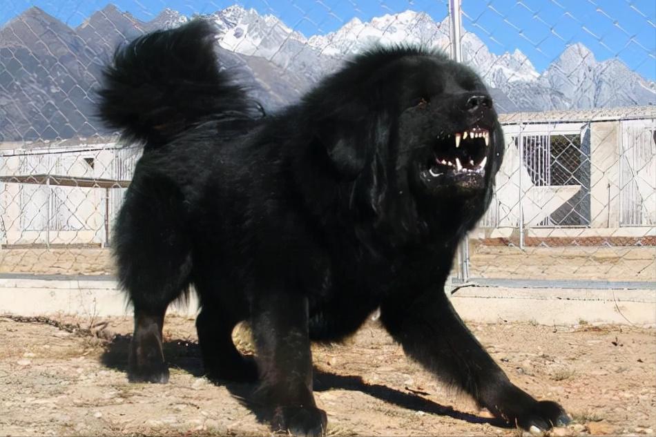 世界上体型巨大的狗,世界上体型最大的犬是什么犬