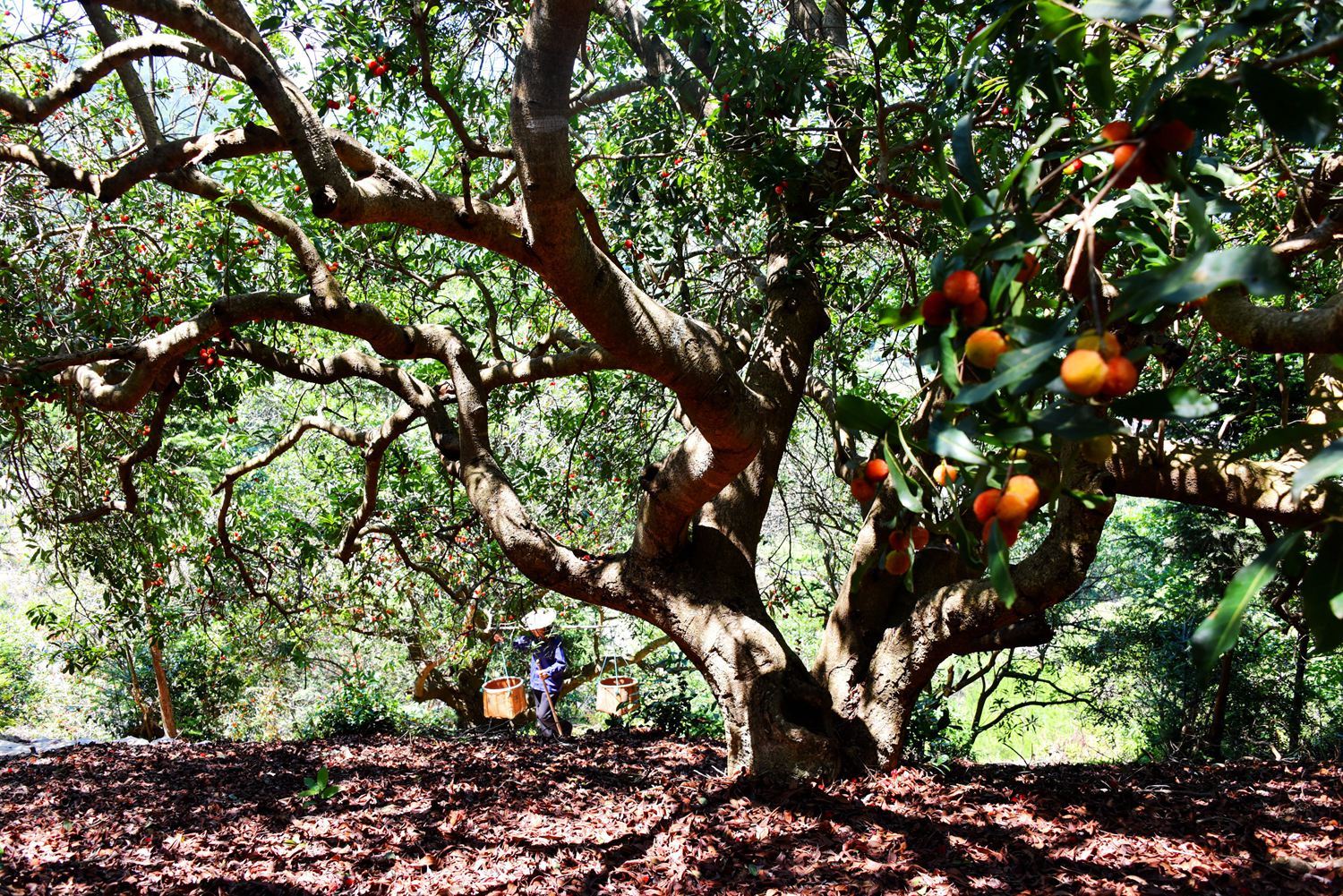 杨梅到底有多好吃,杨梅高品质什么颜色