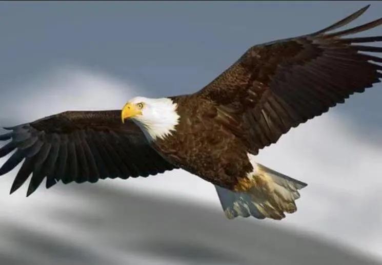 老鹰俯冲抓小鸡,老鹰抓小鸡有多大