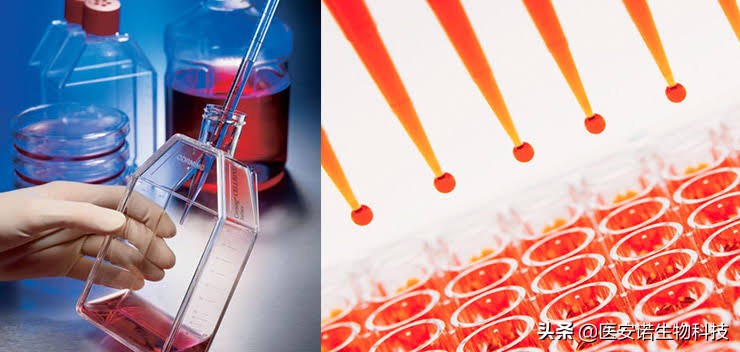 间充质干细胞治疗糖尿病效果如何,间充质干细胞能治疗糖尿病吗