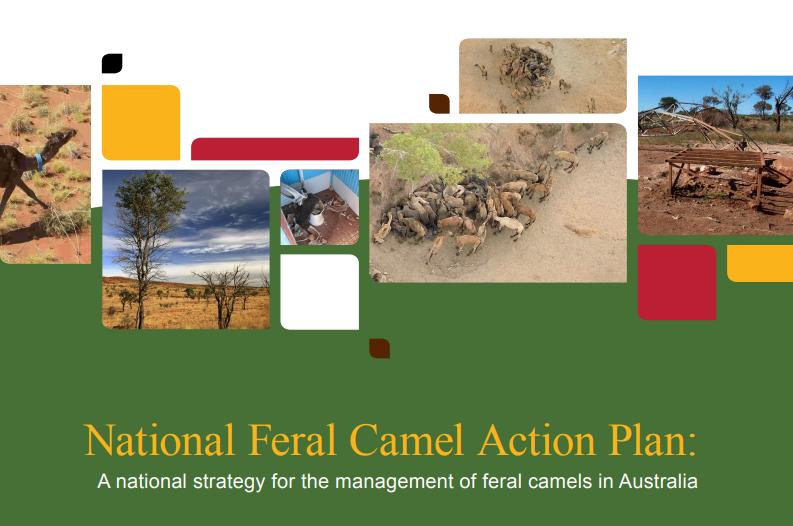 maxinatal骆驼奶粉评测,澳洲maxinatal的骆驼奶怎么样