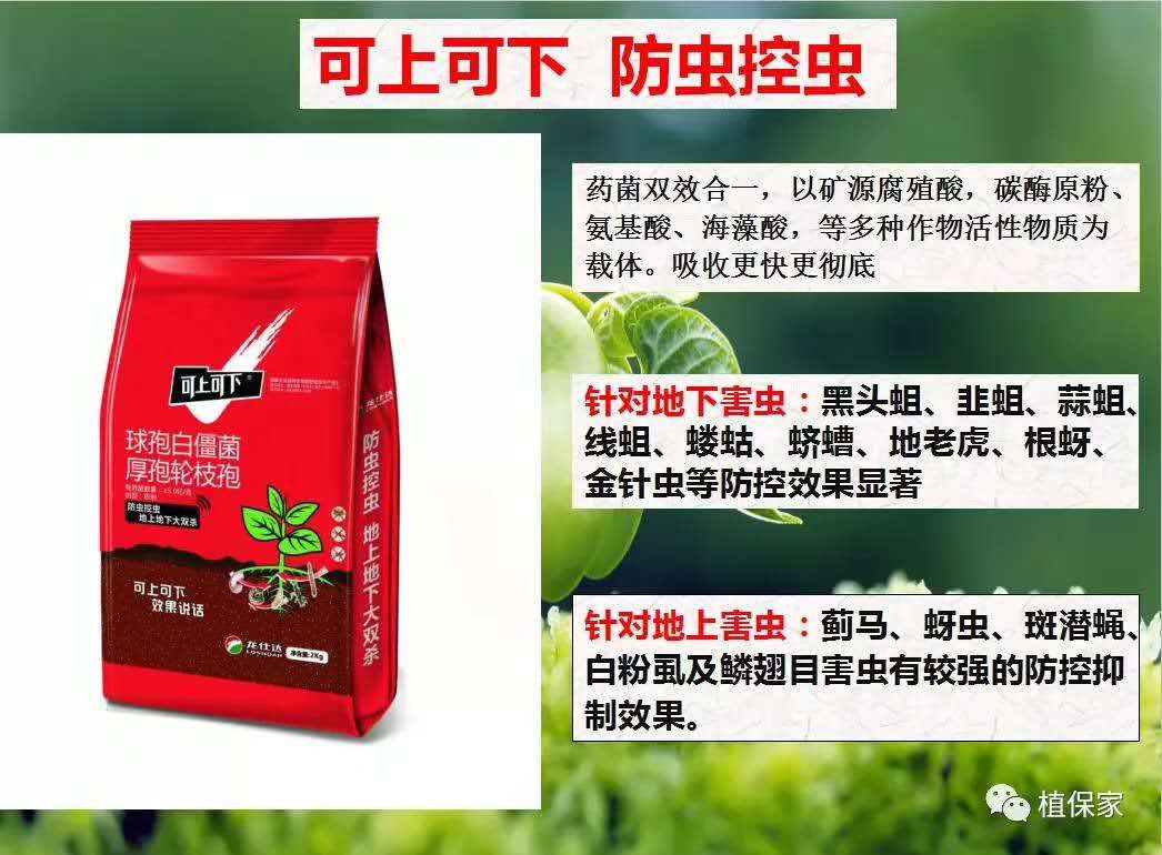 重楼病虫害专用药,重楼种植技术及病虫害防治
