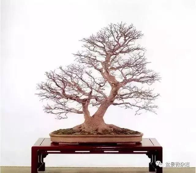 日本黄金光叶榉盆景 (日本风神盆景图片)