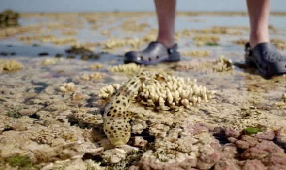 行走的肩章鲨，野心不只是海洋，展示了鲨鱼家族恐怖的进化能力
