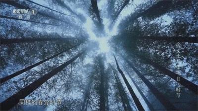 中国竹笋够不够熊猫吃,竹笋是熊猫吃的那种吗