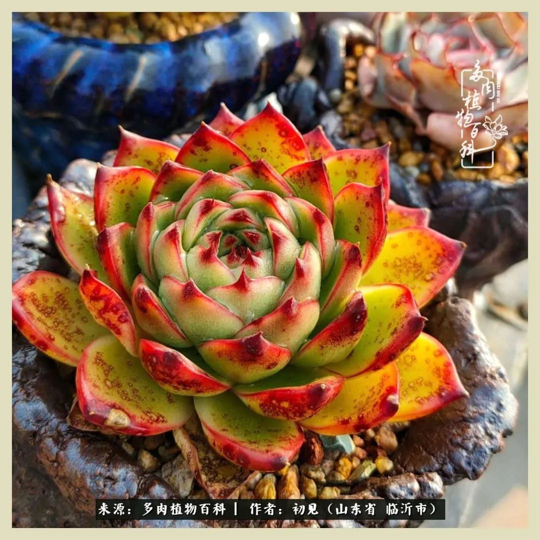 和多肉植物相伴,和多肉相处的心情