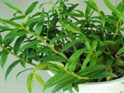 铁皮石斛的栽培方法,铁皮石斛岩石栽培